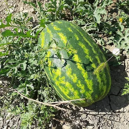 Incantevole In Dell'800 Groppovisdomo