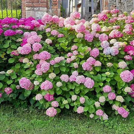 Incantevole In Dell'800